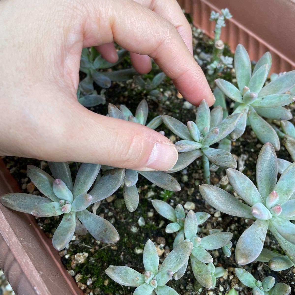 Amazon.co.jp: 秋麗20カット カット苗 多肉植物 初心者向け